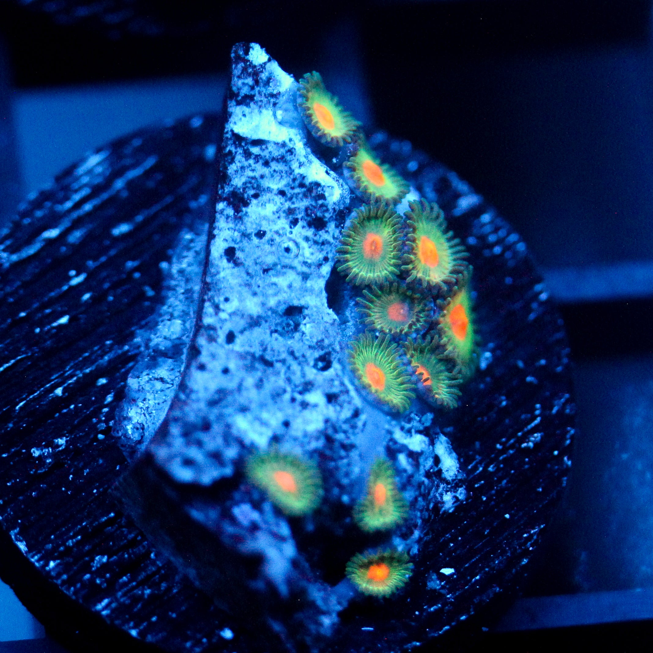 JC Zoa Garden Seed
