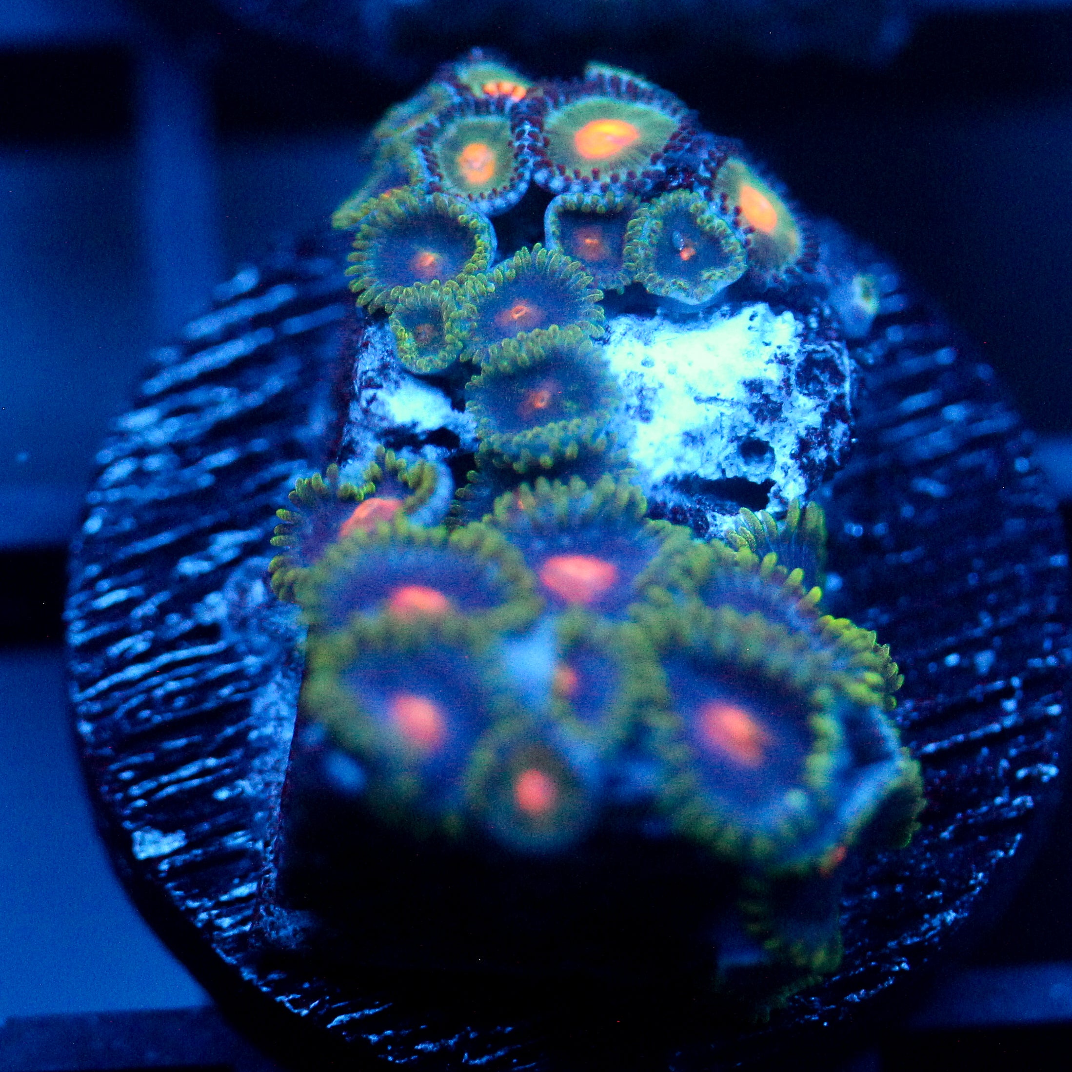 JC Zoa Garden Seed
