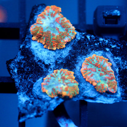 JC Orange Crush Rhodactis