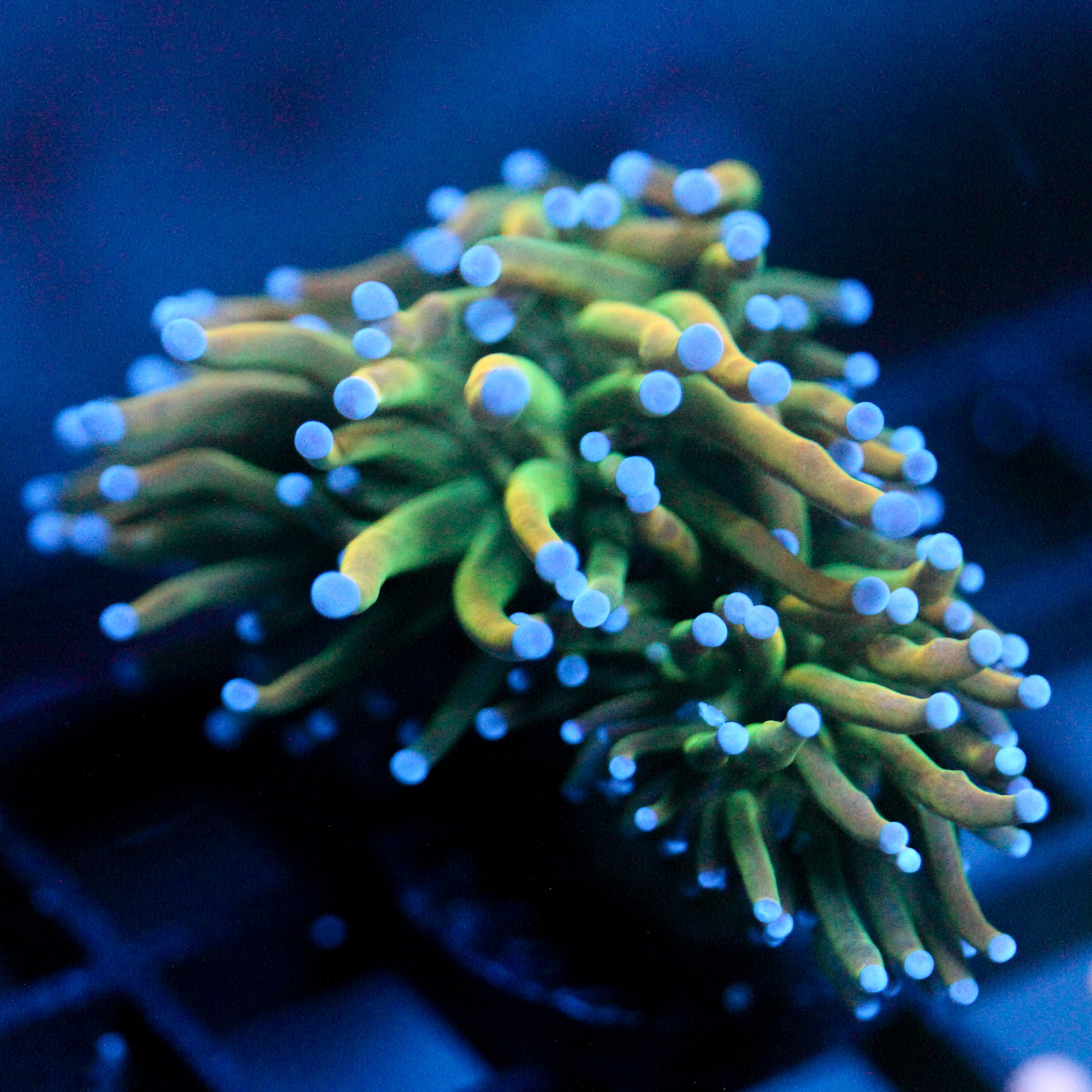 JC Xtreme Torch
