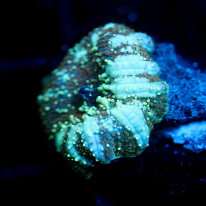 JC Ultra Stellar Discosoma