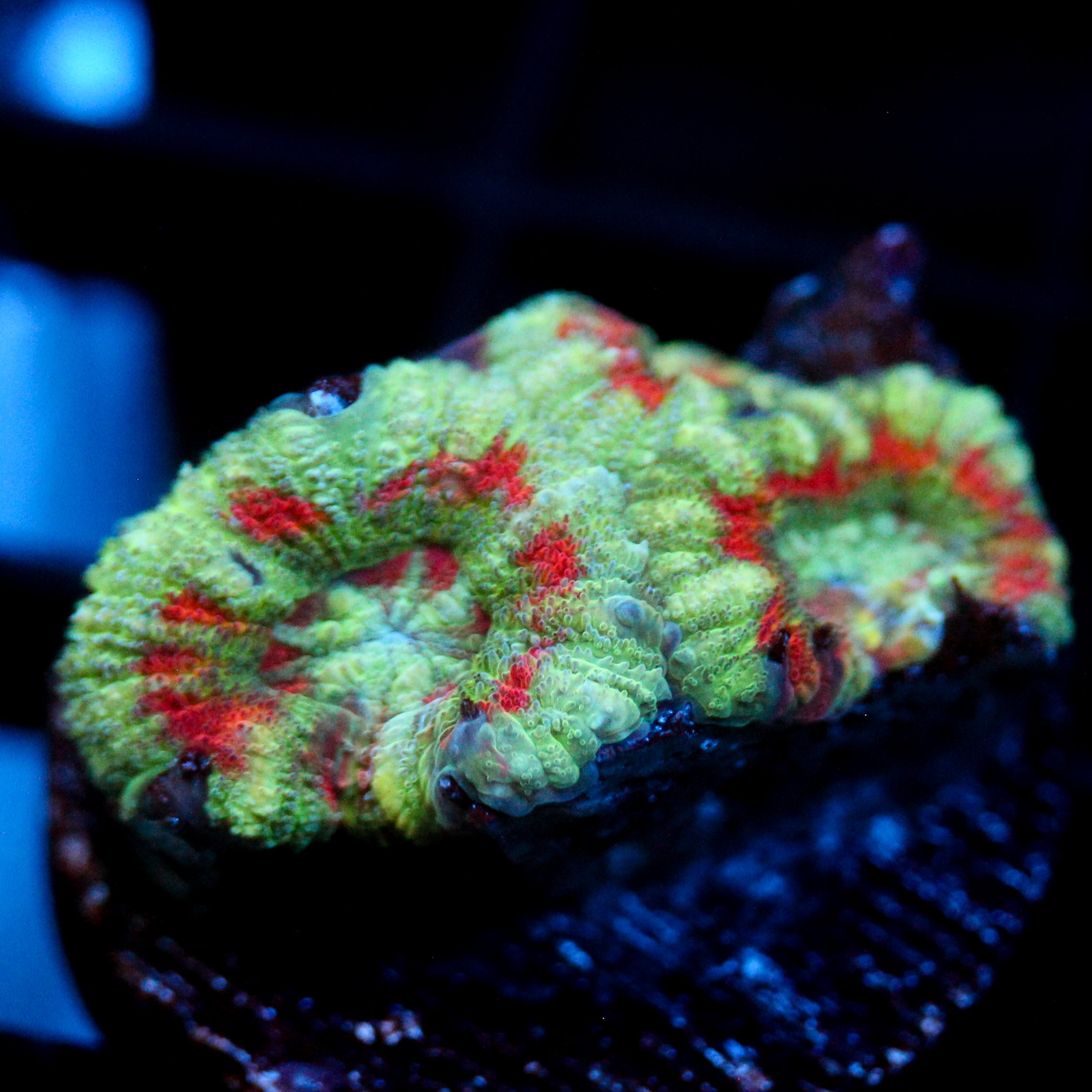 JC Mint Tiger Acan