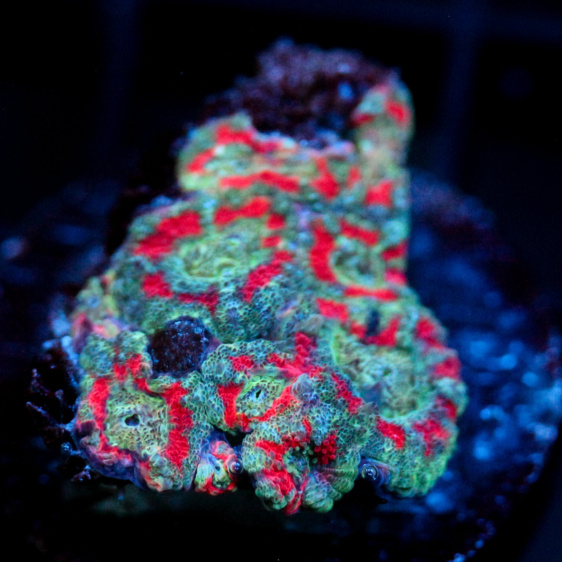 JC Teal Tiger Acan