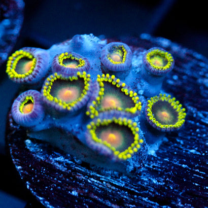 JC Yellow Seam Zoanthid
