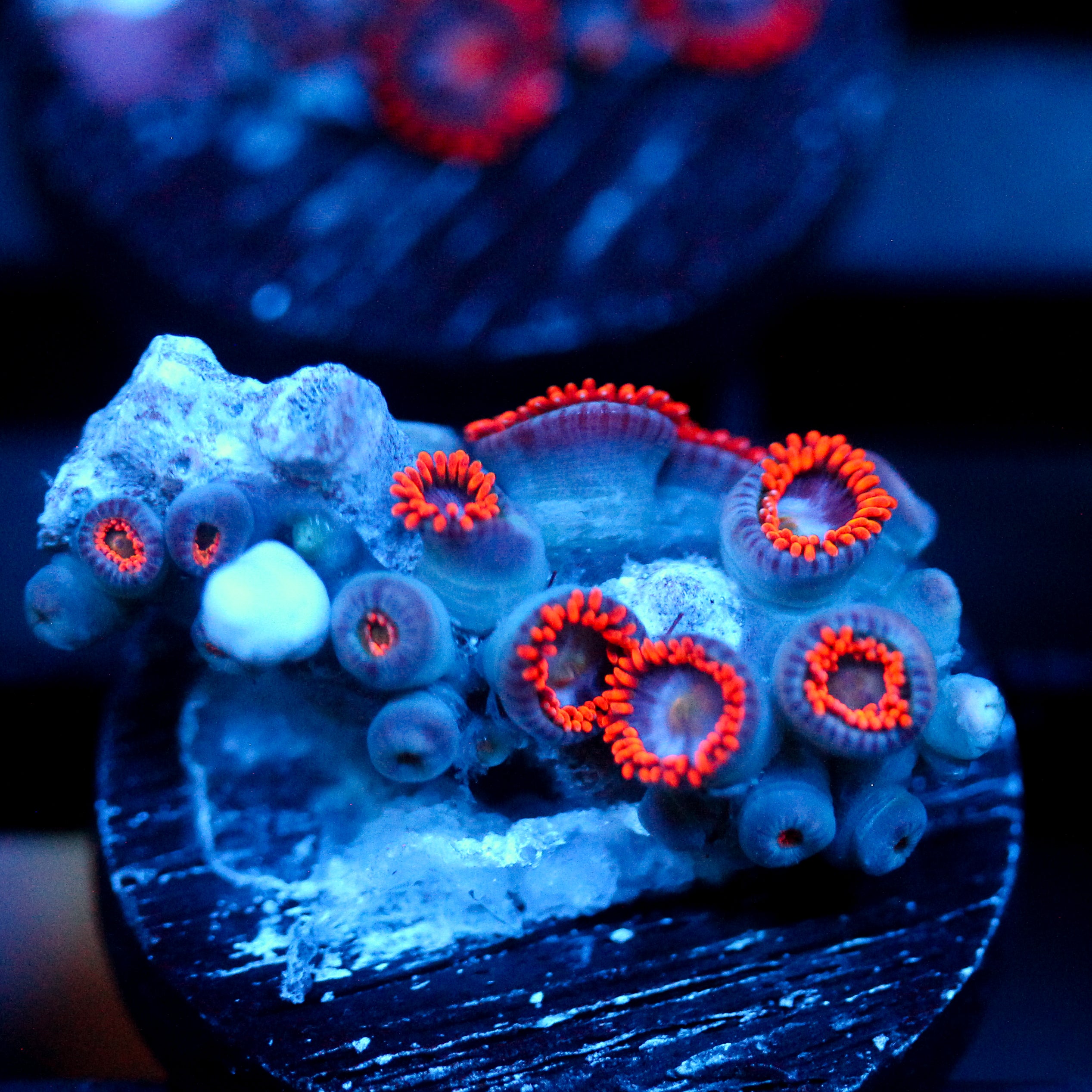JC Edge of Reality Zoanthid