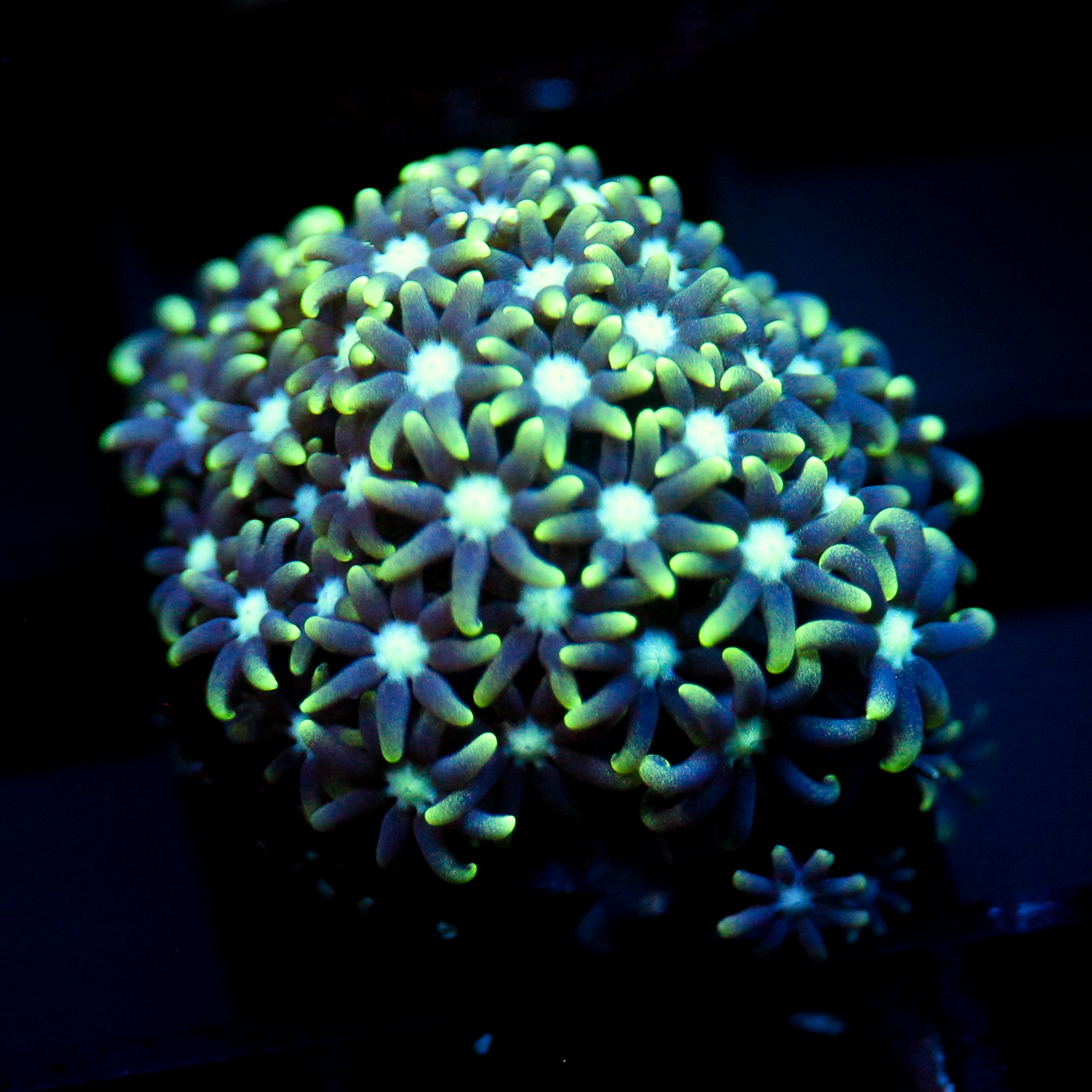 JC Star Polyp GSP