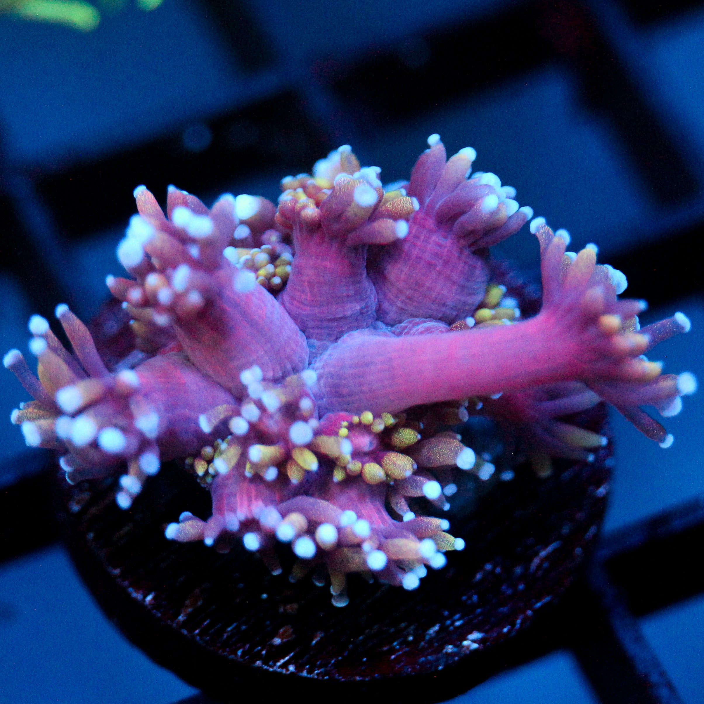JC Tentacool Goni