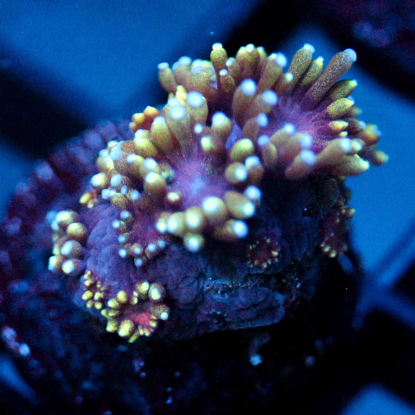 JC Tentacool Goni