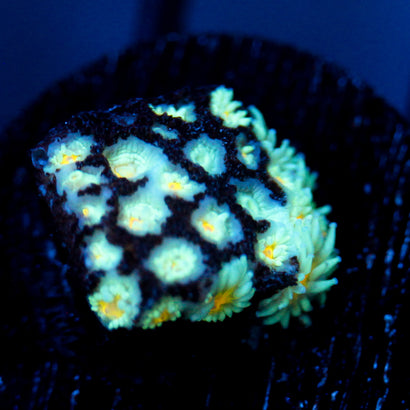 JC Sunflower Goni