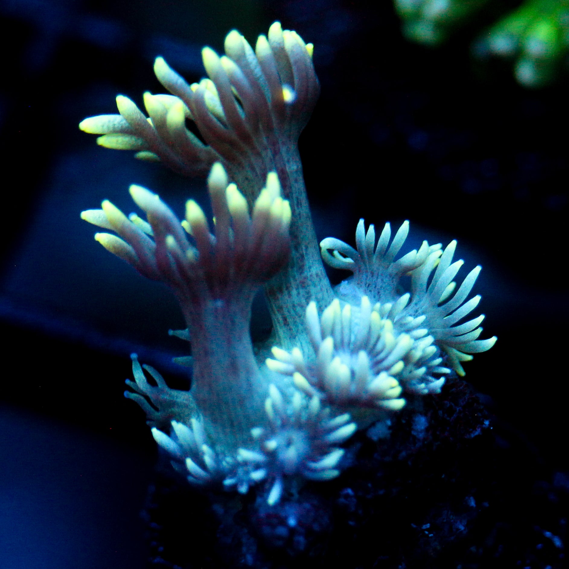 JC Electric Petals Goni