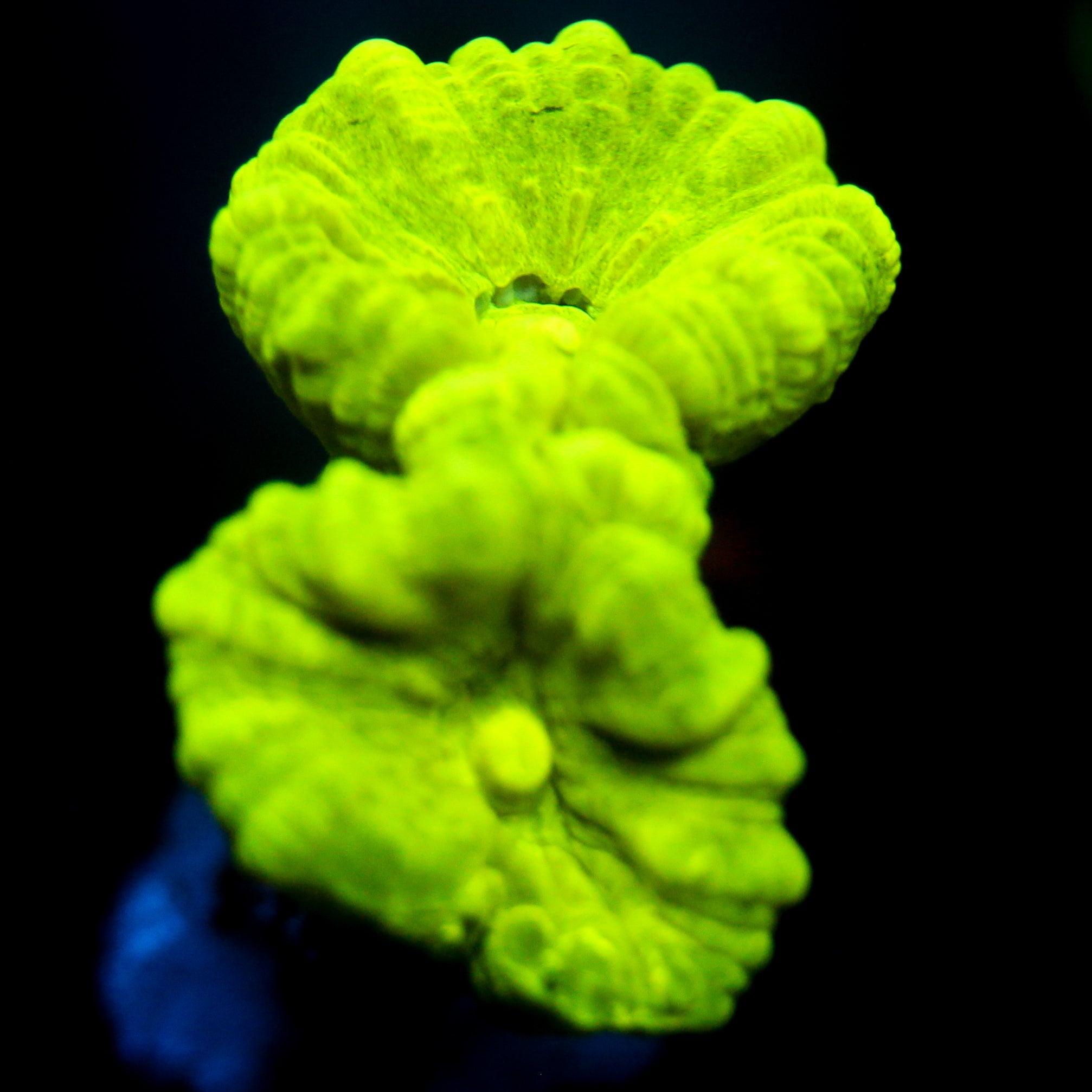 JC Neon Trumpet Coral