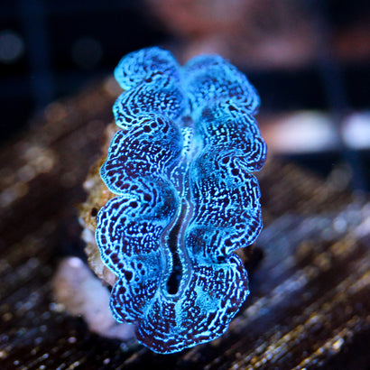 JC Seafoam Crocea