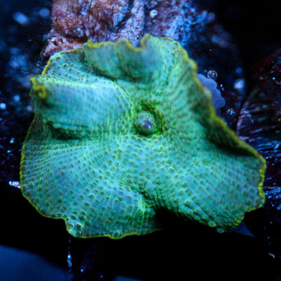 JC Cool Down Discosoma