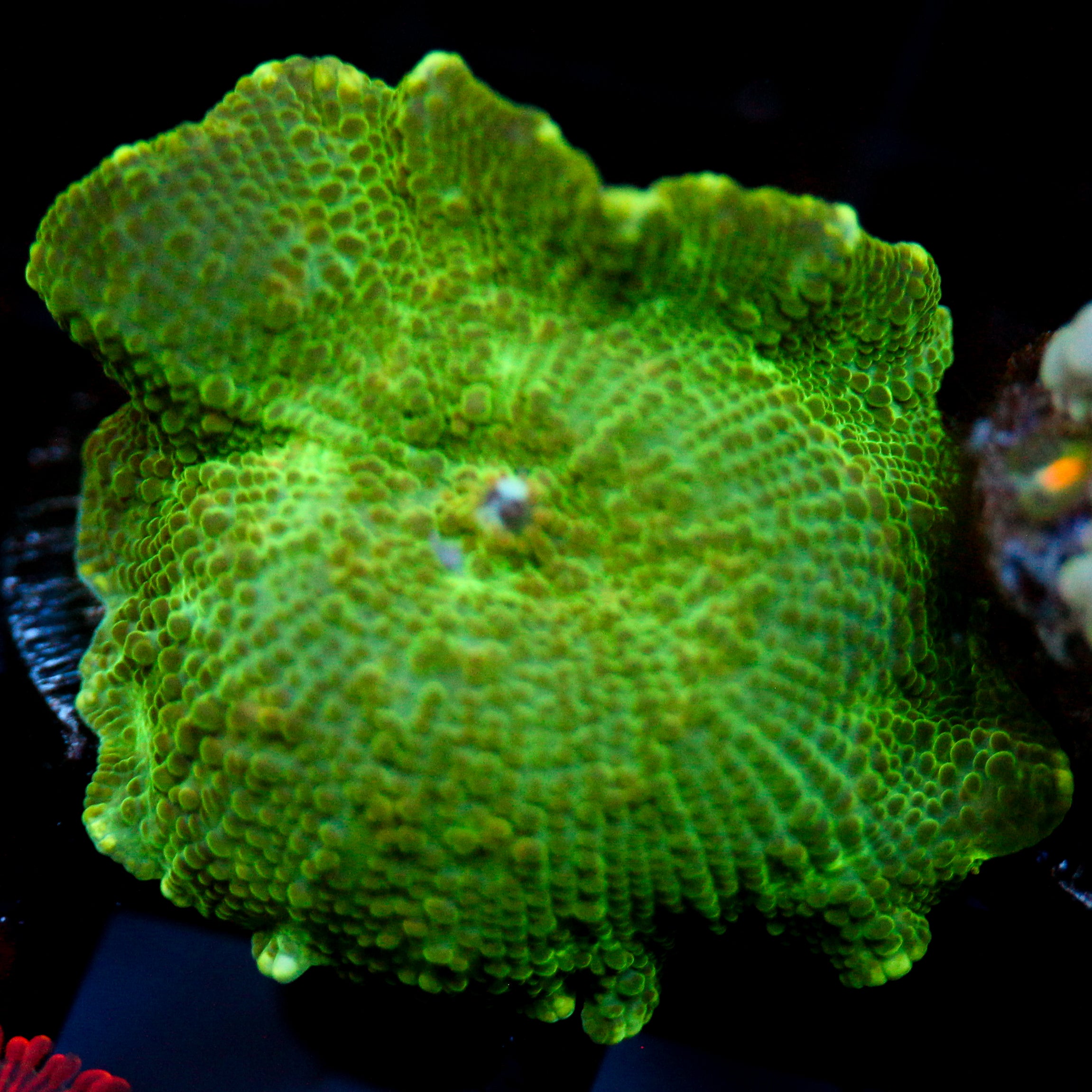 JC Green Slime Discosoma