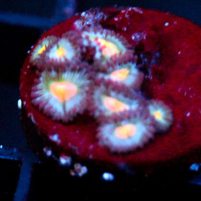 JC Blue Fever Zoanthid