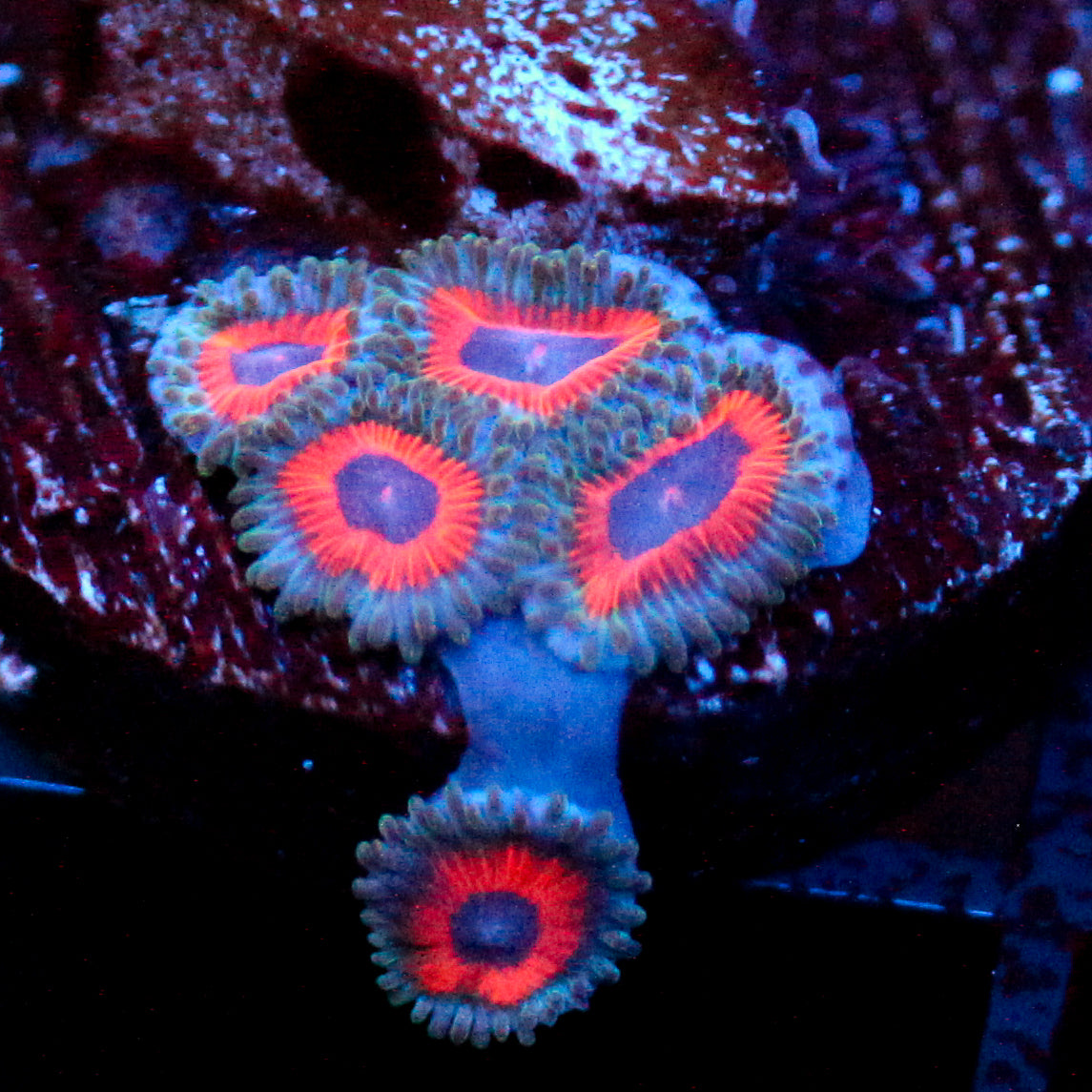 Jason Fox Fairytale Zoanthids