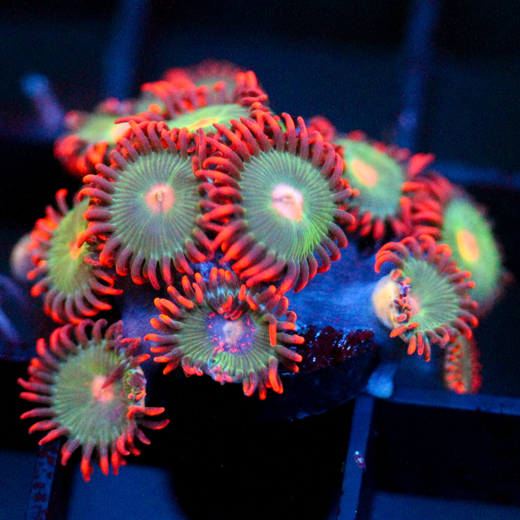 JC Gatorade Zoanthids