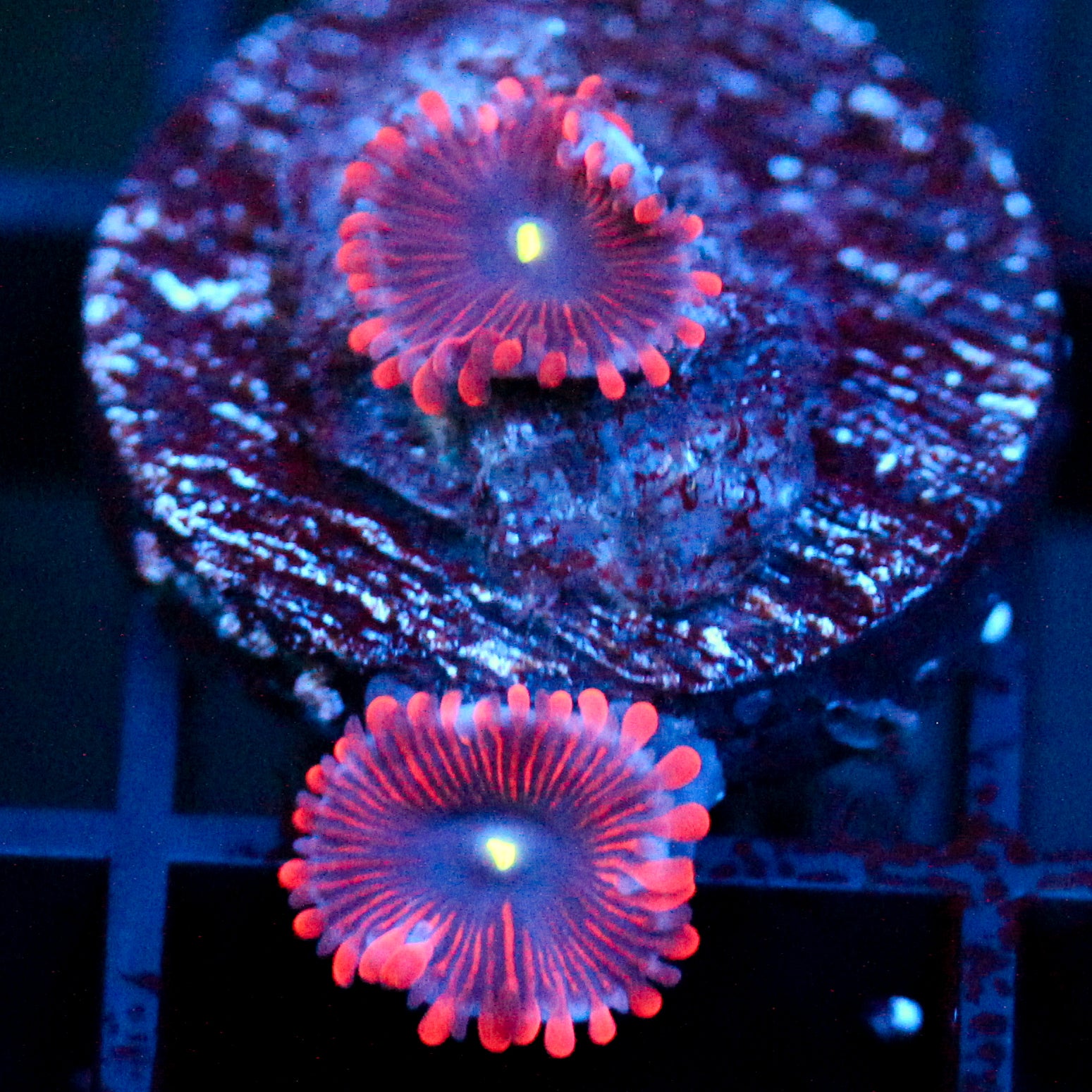 JC Purple People Eater Zoanthid