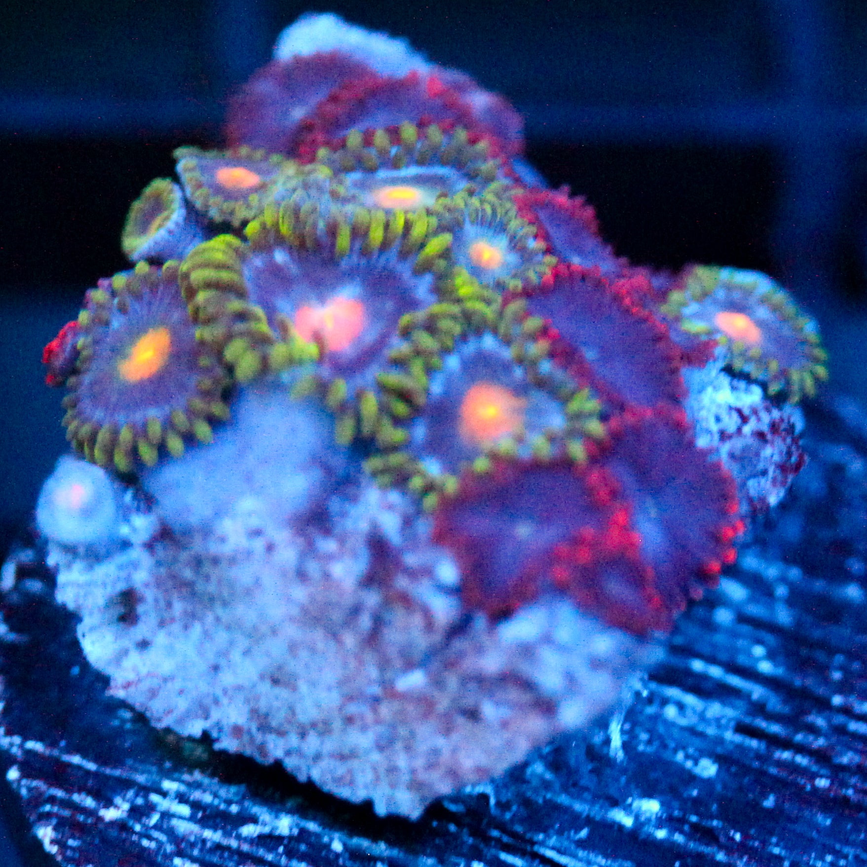 JC Gold Burn Zoanthid