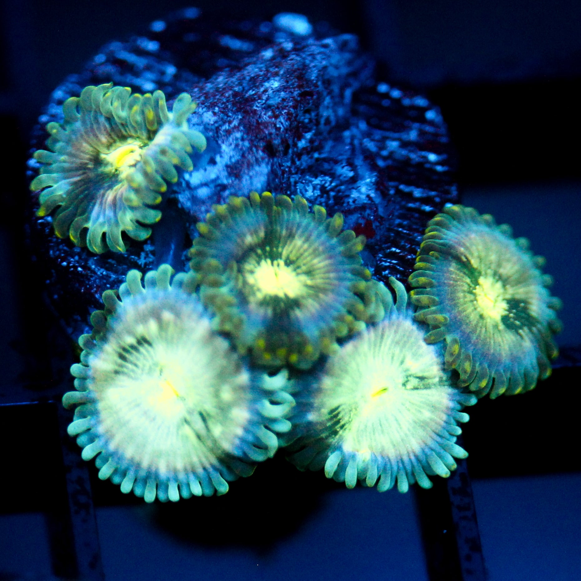 JC Hawaiian Ding Dang Zoanthid