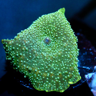 JC Millions Discosoma