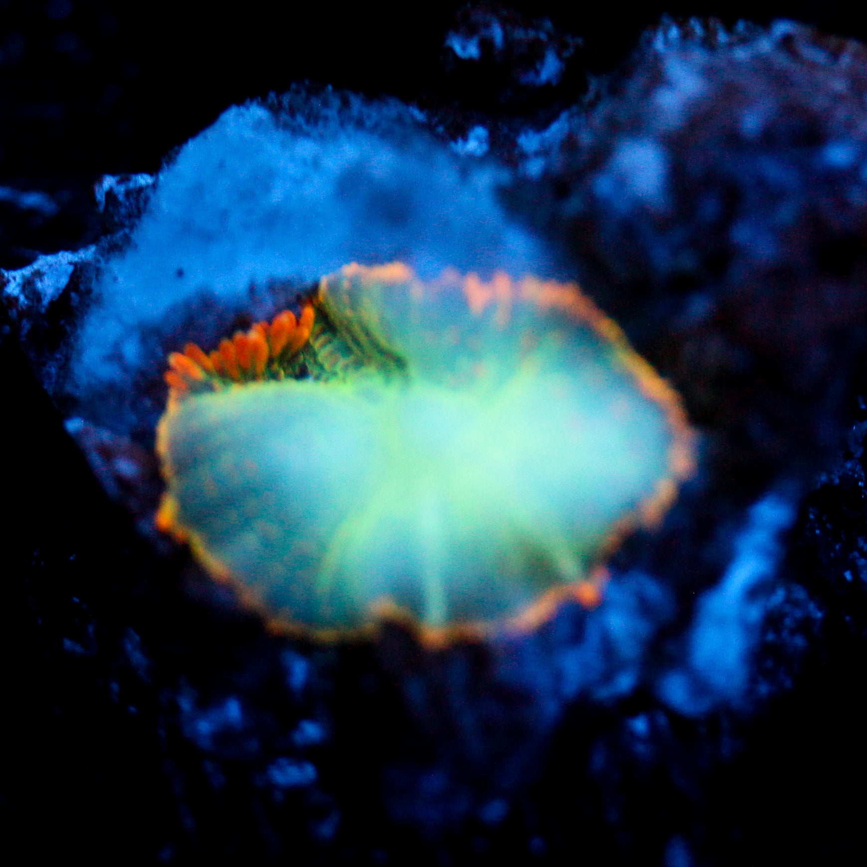 JC Mystery Rhodactis