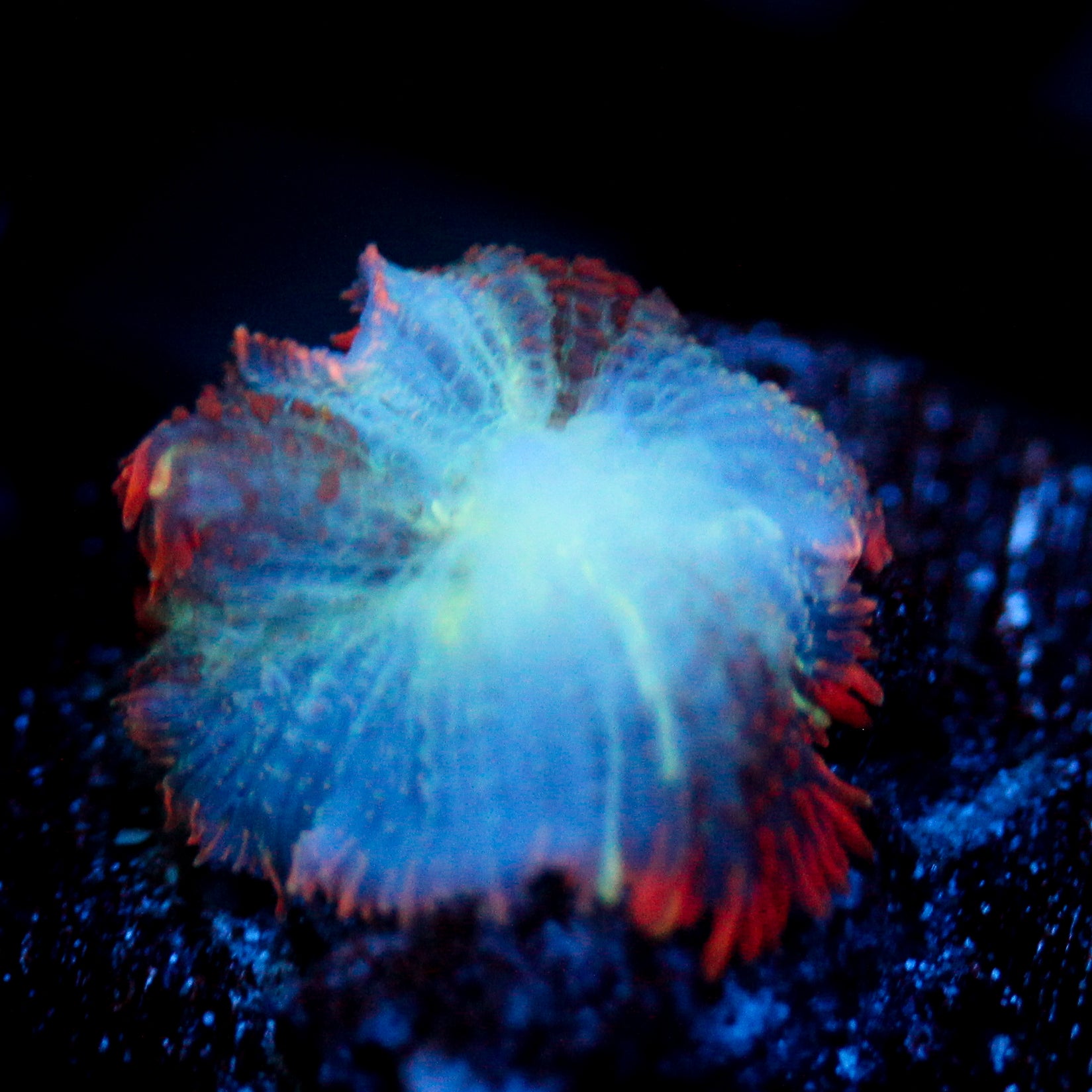 JC Mystery Rhodactis