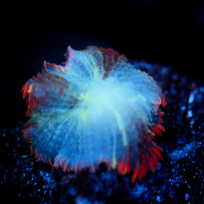 JC Mystery Rhodactis