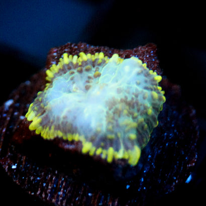 JC Mystery Rhodactis