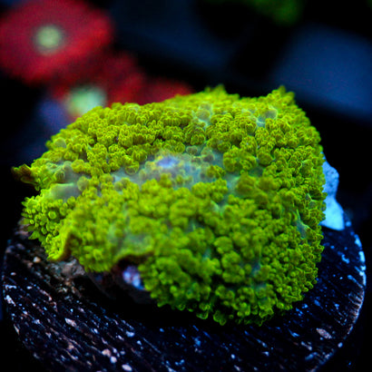JC Neon Green Rhodactis