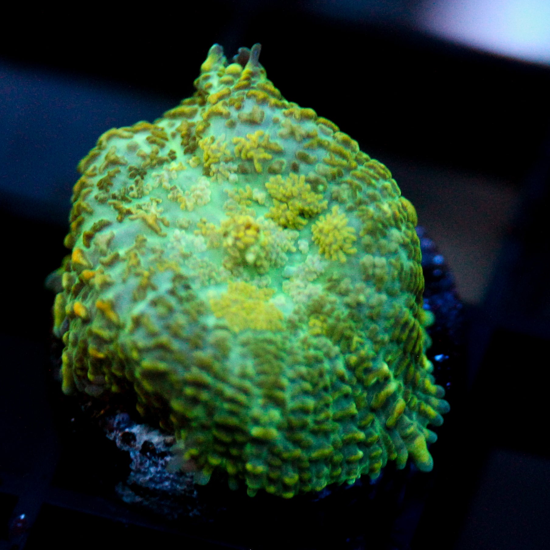JC Lush Biome Rhodactis