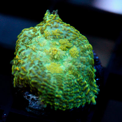 JC Lush Biome Rhodactis