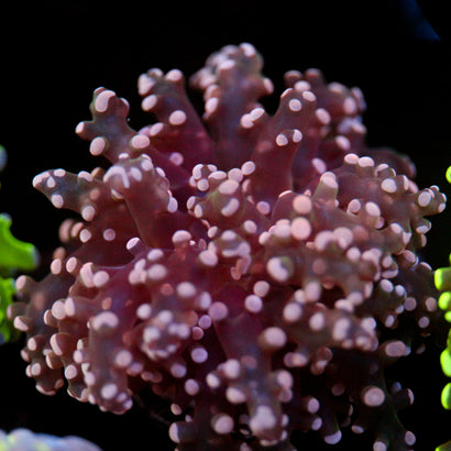 JC Pink Tip Octo