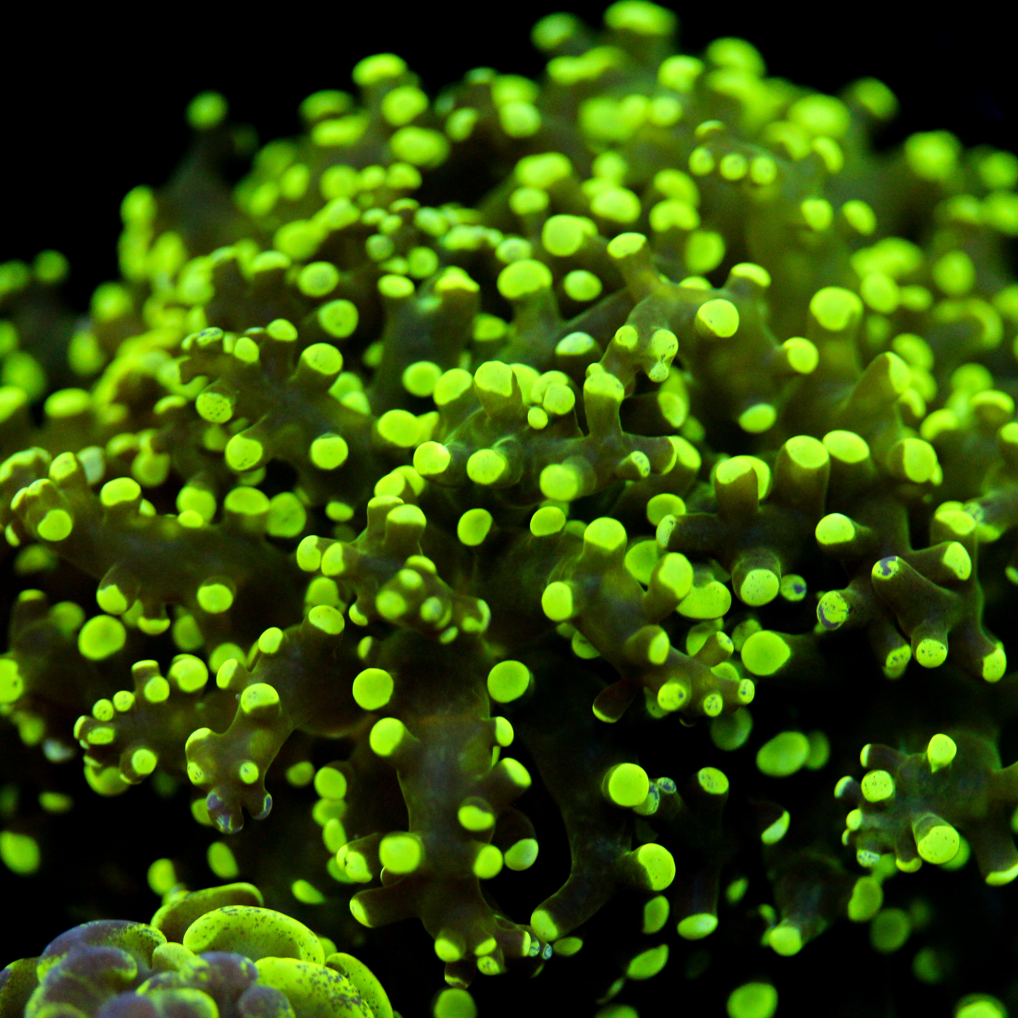 JC The Slime King Octo