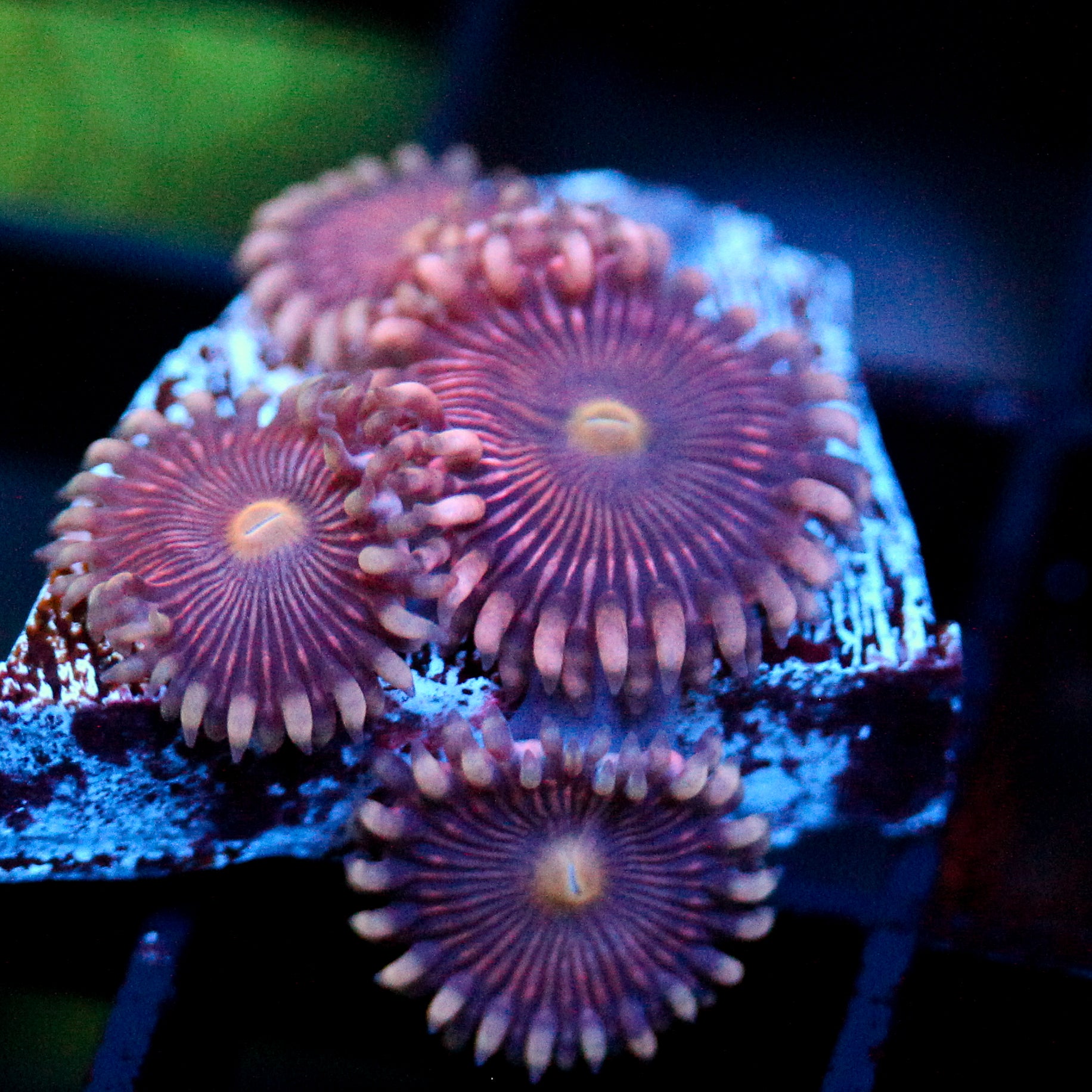 JC Purple Star Zoanthid