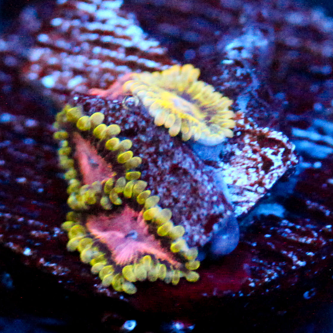JC Purple Monster Zoanthid