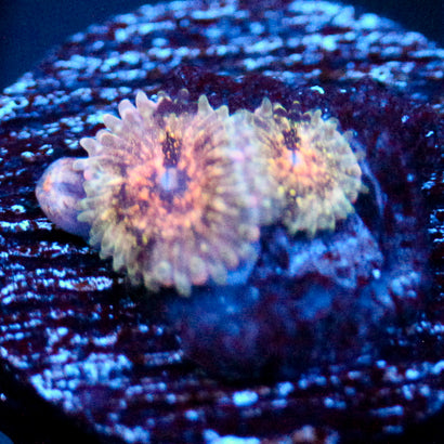 JC Neptunes Bounty Zoanthid