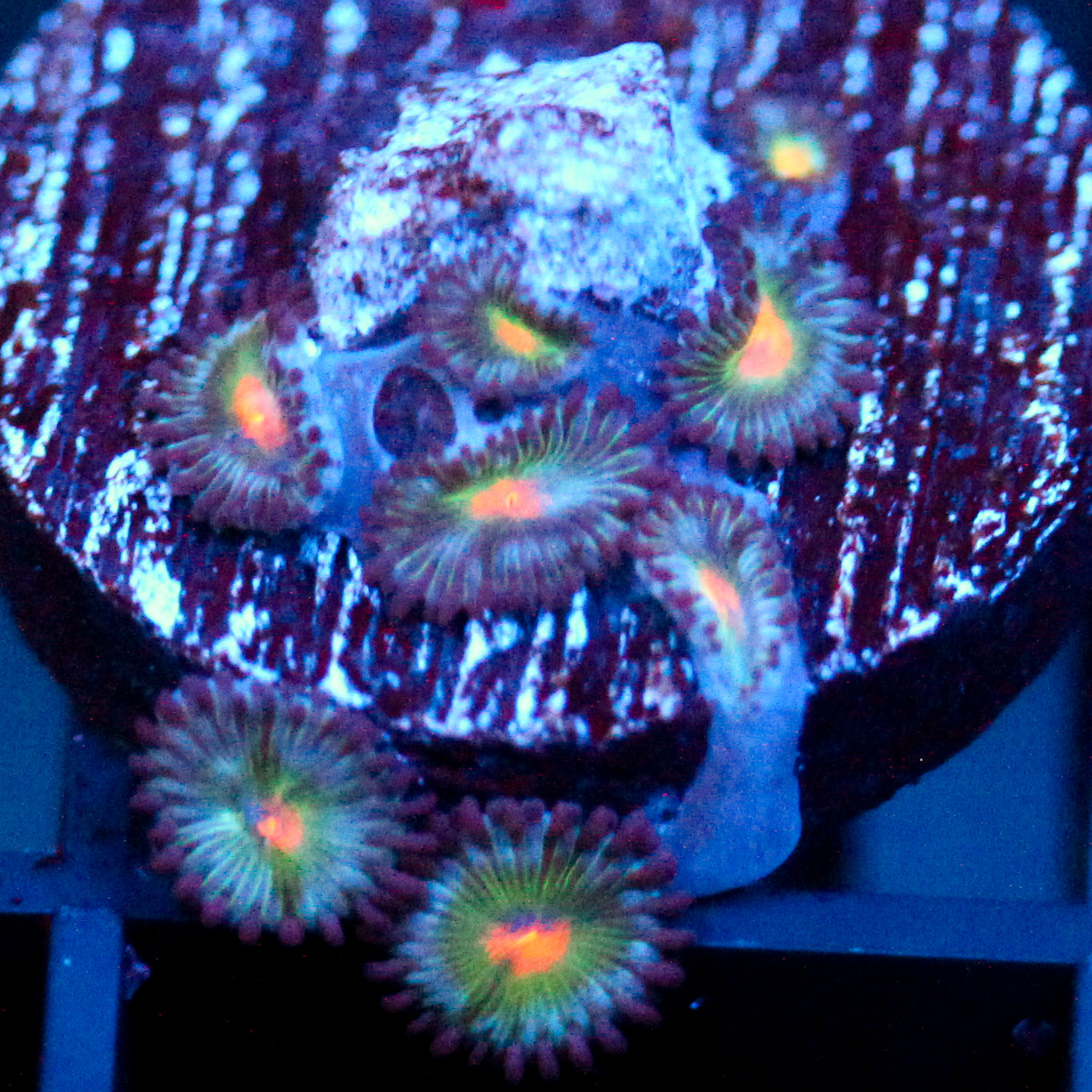JC Blue Fever Zoanthid