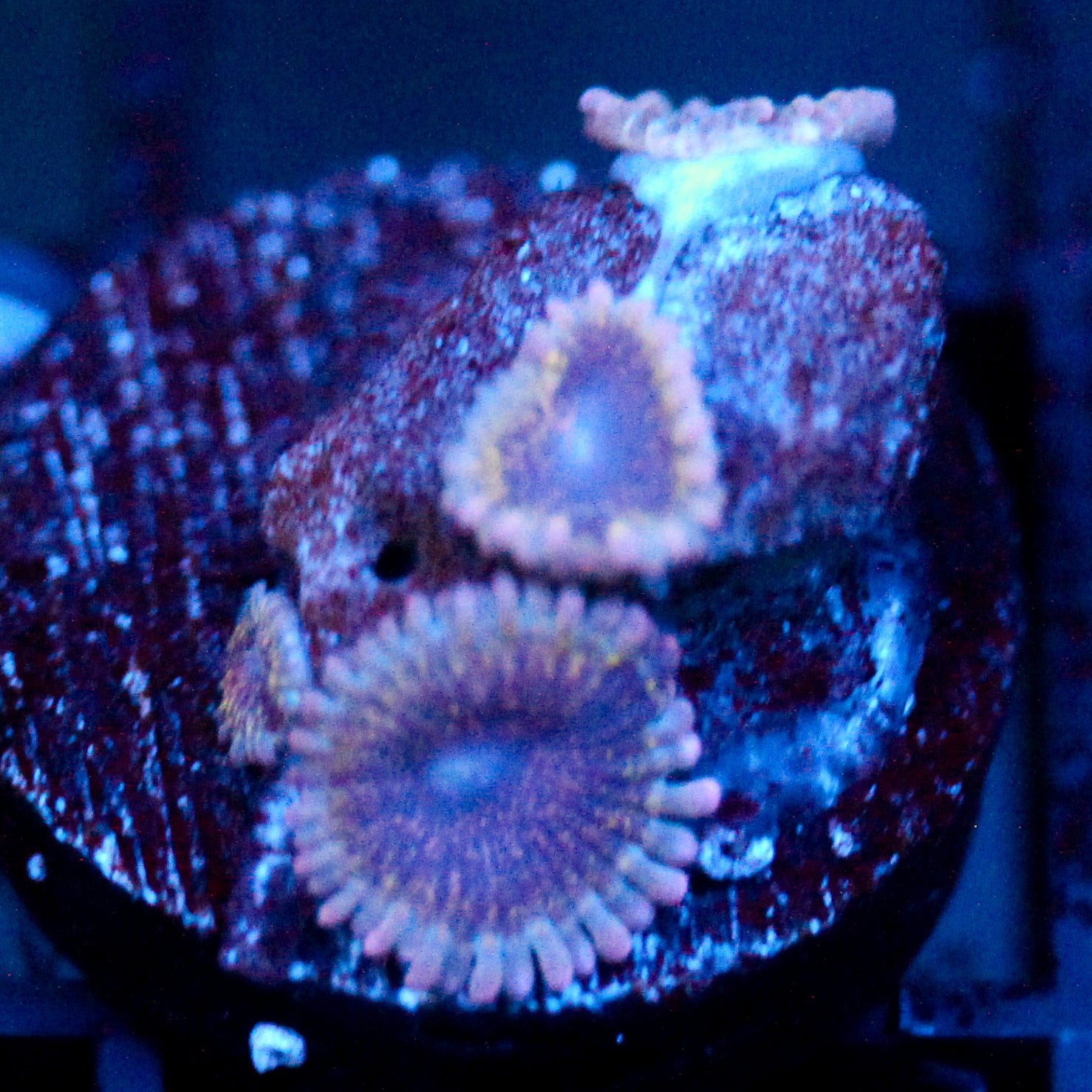 JC Permafrost Zoanthid