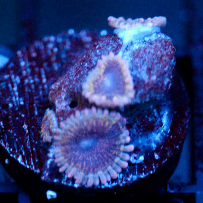 JC Permafrost Zoanthid