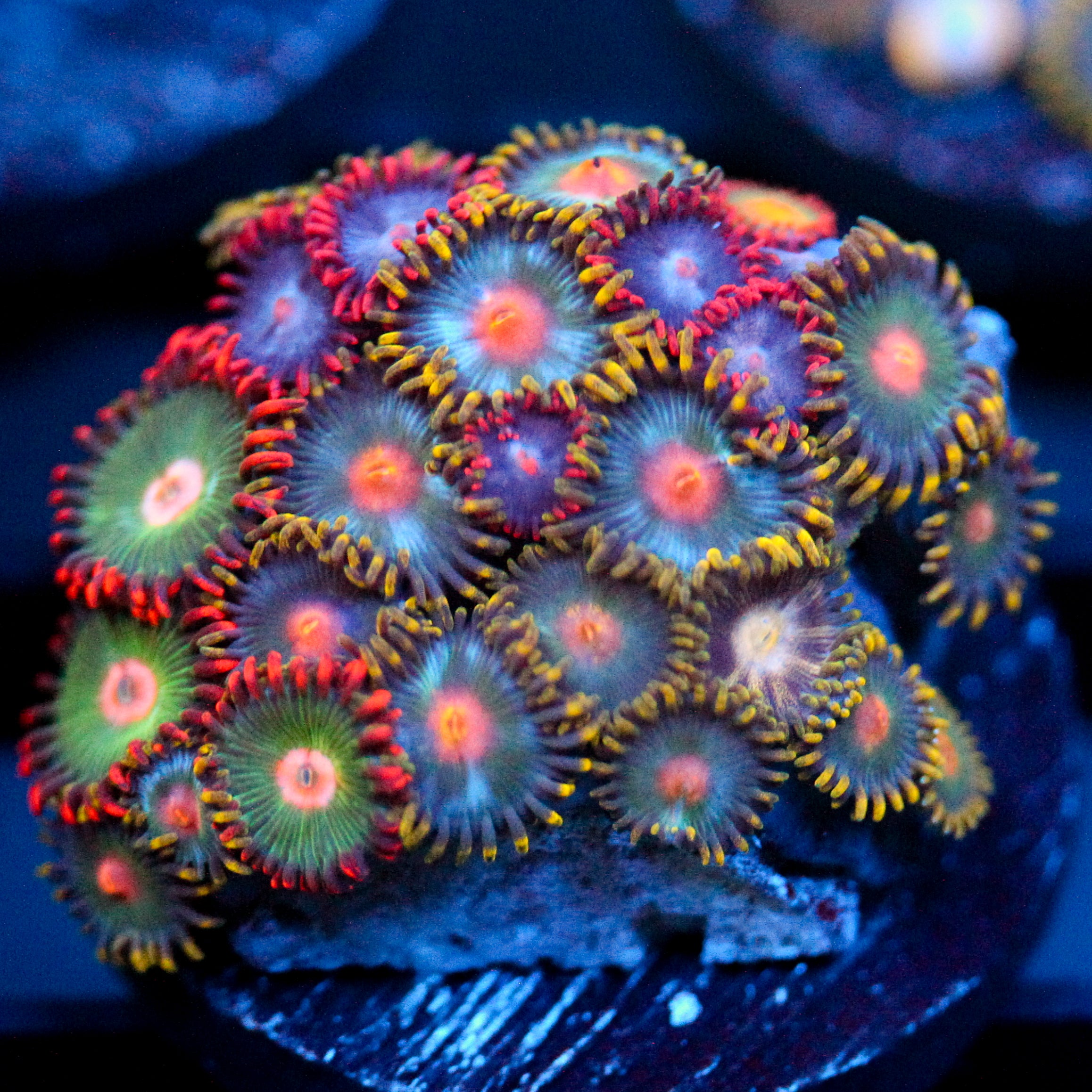 JC Oh my my my Zoanthid Mix