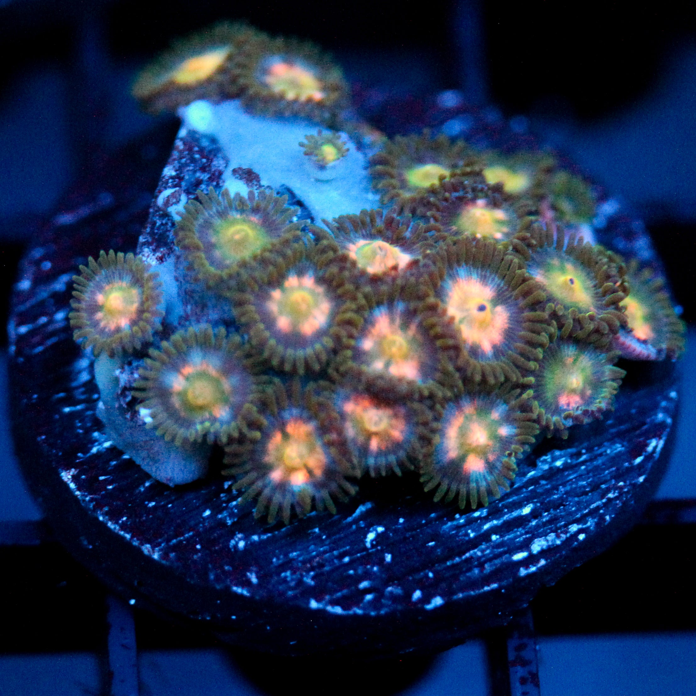 JC Glittering Garden Zoanthid