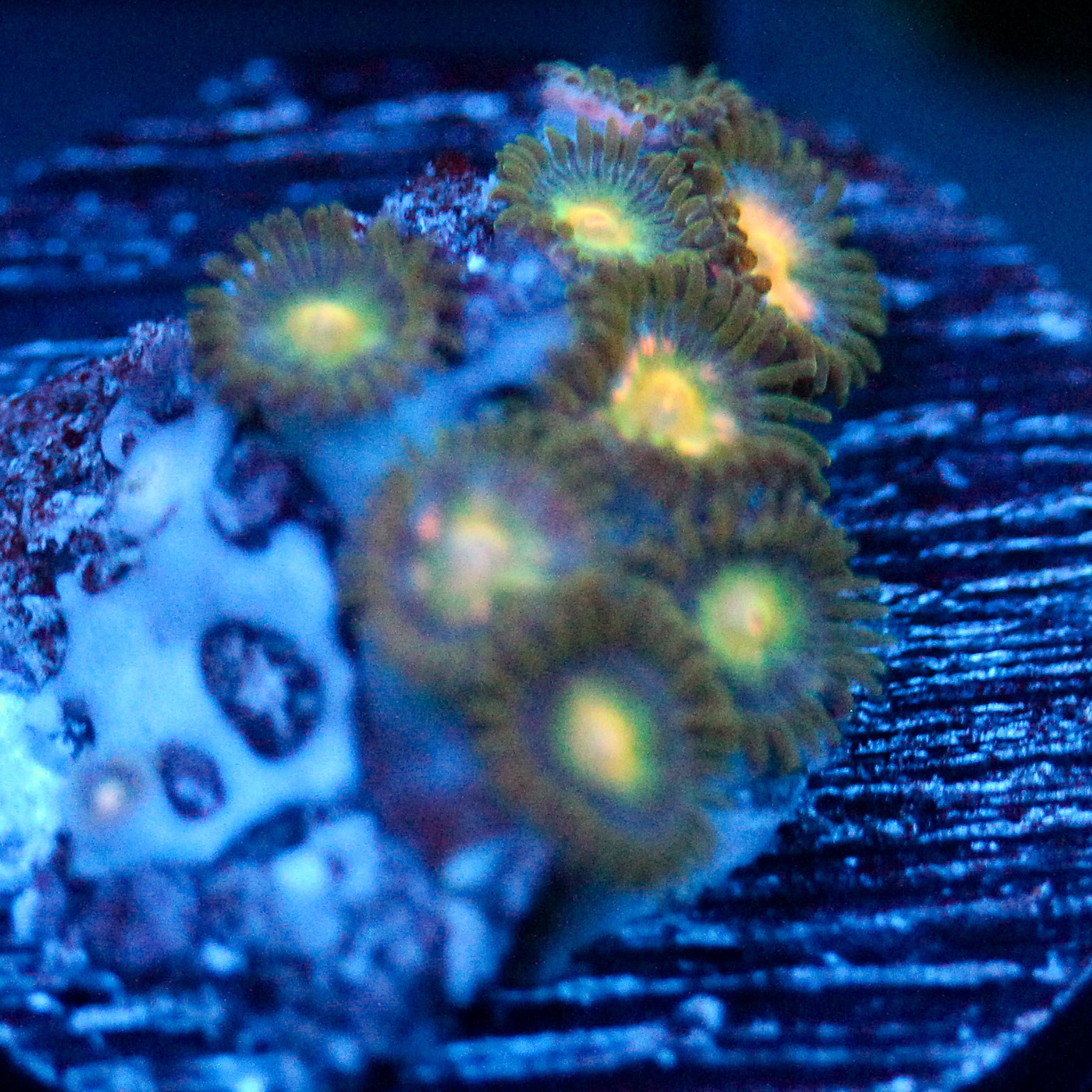 JC Birthstone Zoanthid Mix