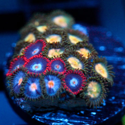 JC Zoa Garden Seed