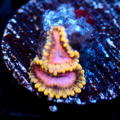 JC Purple Monster Zoanthid