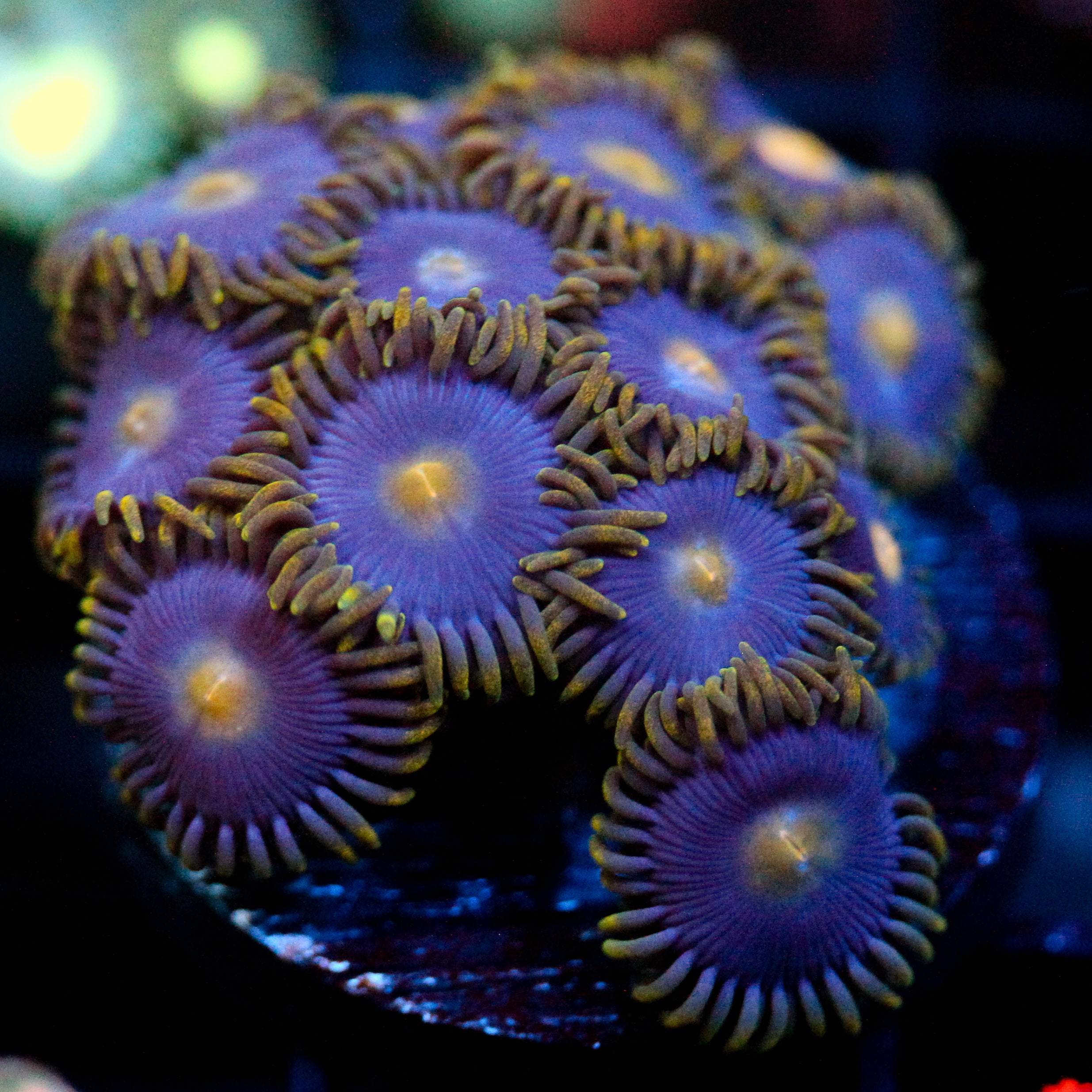 JC Gold Burn Zoanthid