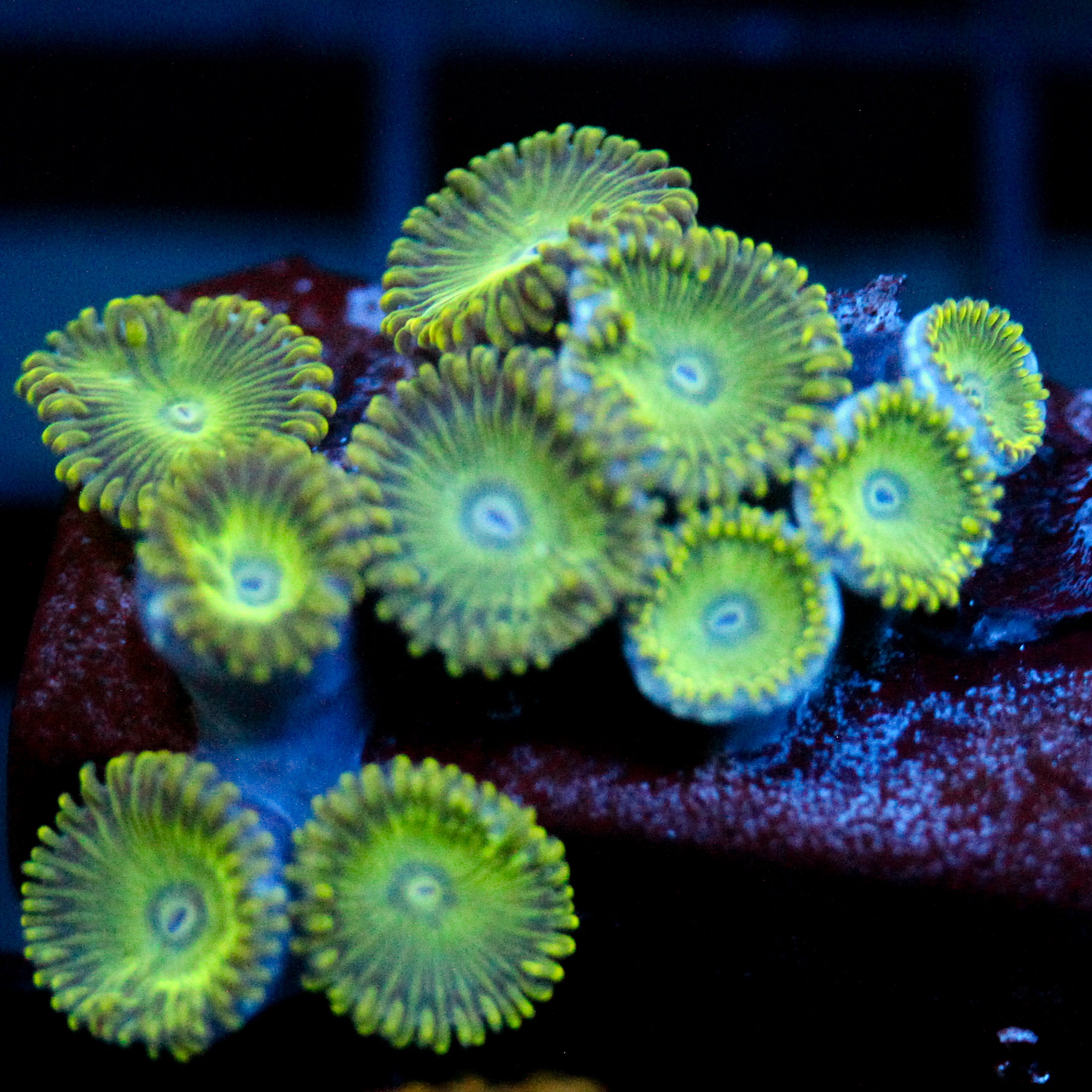JC Lady Liberty Zoanthid Mini Colony