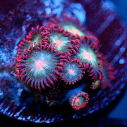 JC Nova Zoanthid