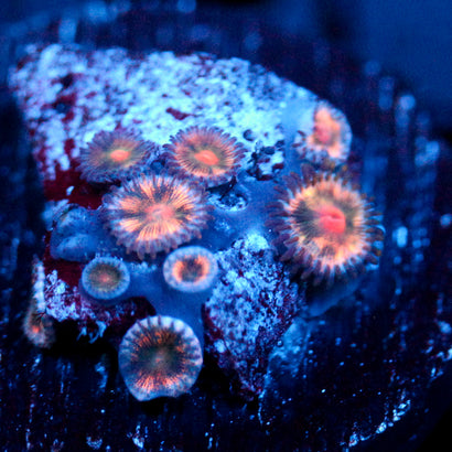 JC Plumb Insanity Zoanthid