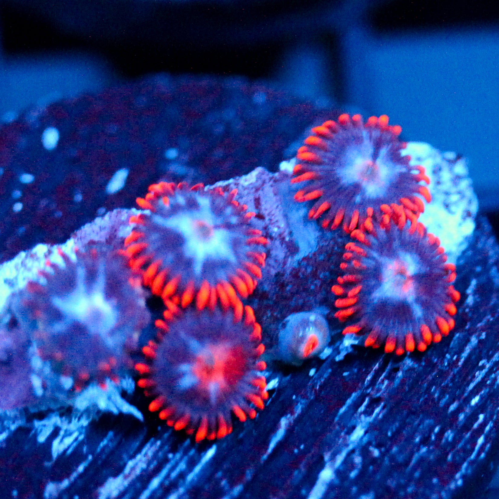 JC Edge of Reality Zoanthid Mix